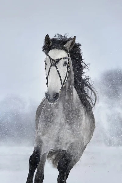 Gray Andalusian Horse Free Run Snow Winter Landscape — Stock Photo, Image