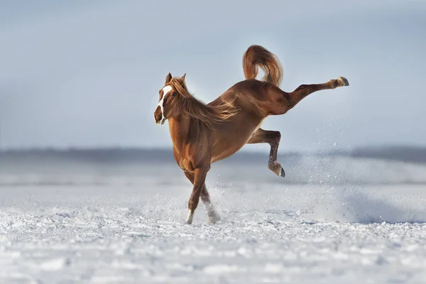 Red Horse Futni Játszani Télen Táj — Stock Fotó