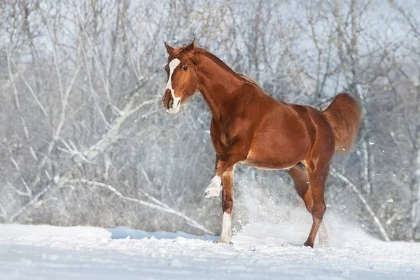 Červený Kůň Klusat Zimě Sníh Dřevo Krajina — Stock fotografie