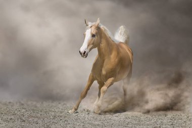 Palomino atı çölde özgürce koşuyor.