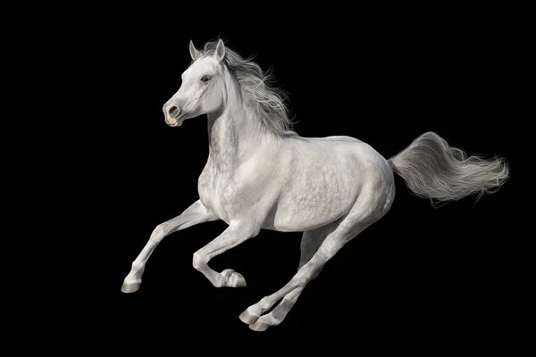 Grå Arabian Häst Cutout Svart Bakgrund — Stockfoto