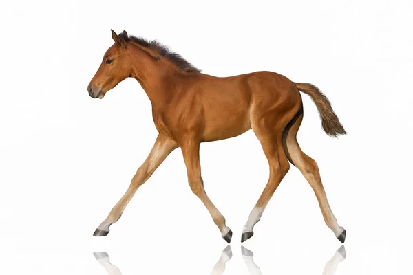 Bay Foal Trotting Isolated White — Stock Photo, Image