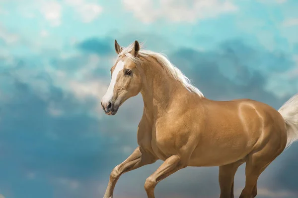 帕洛米诺的马自由地在天空中奔跑 — 图库照片