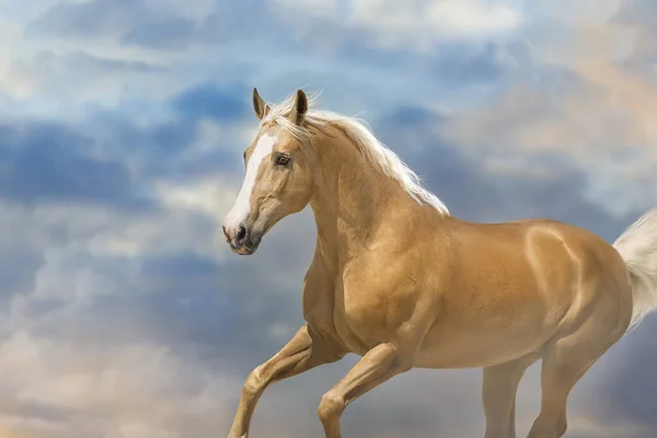 Cavalo Palomino Correr Livre Contra Céu — Fotografia de Stock