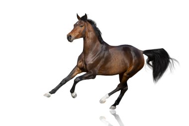  Bay Horse dörtnala koşusu beyaz arkaplanda izole edildi