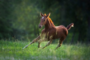 Güneş doğarken yeşil otlakta tatlı kırmızı tay.