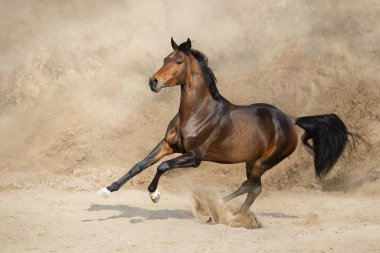 Uzun yeleli körfez aygırı toz içinde dramatik gökyüzüne doğru hızla koşar.