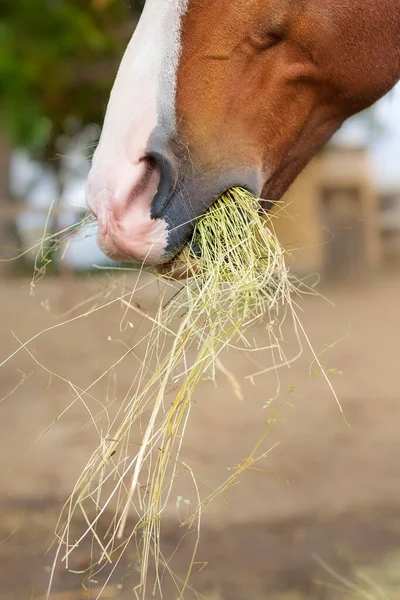 閉鎖草原で草や干し草を食べる馬の側のビュー — ストック写真