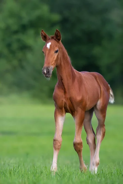 Cute Red Foal Green Pasture Sunrise — Stock Photo, Image