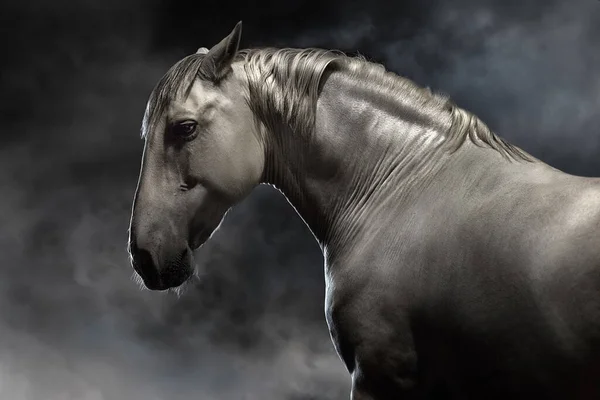 Cheval Lusitanohorse Gris Courir Librement Sur Poussière Désert — Photo