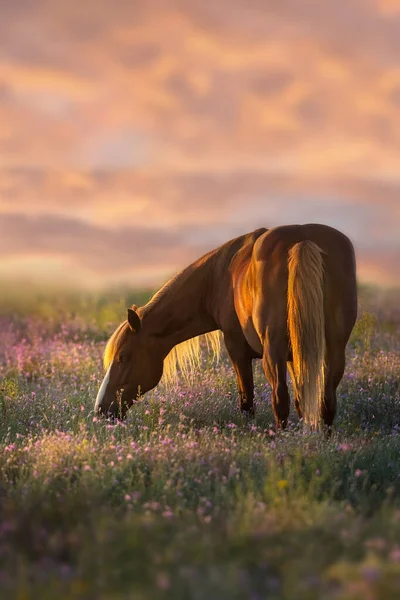 Cavallo Rosso Con Criniera Lunga Sul Campo Estivo Fiori Rosa — Foto Stock