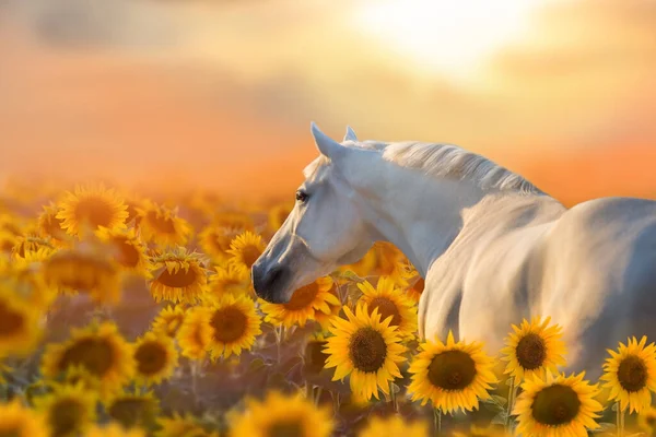 White Stallion Portrait Sunflowers Sunset Light — Stock Photo, Image
