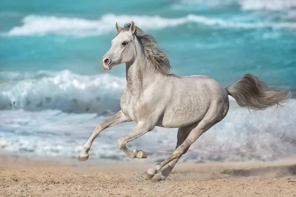 Caballo Árabe Gris Libre Orilla Del Mar — Foto de Stock