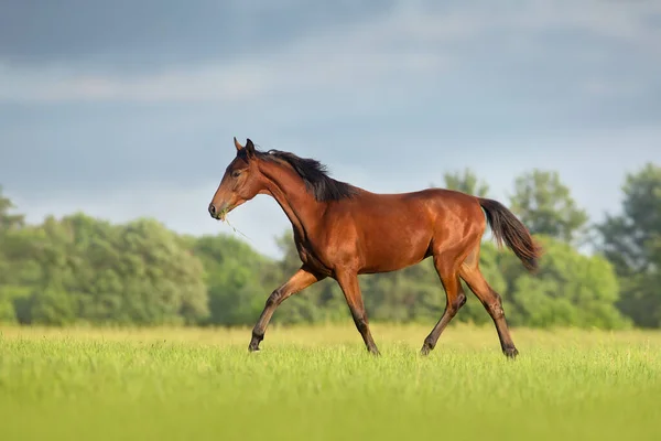 Bay Mladý Kůň Běží Tryskem — Stock fotografie