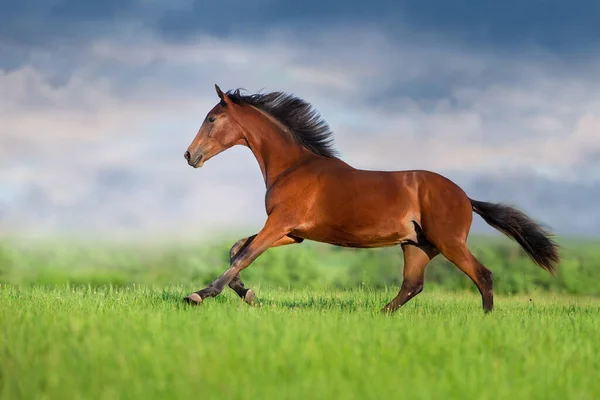 Baía Cavalo Jovem Correr Galope — Fotografia de Stock