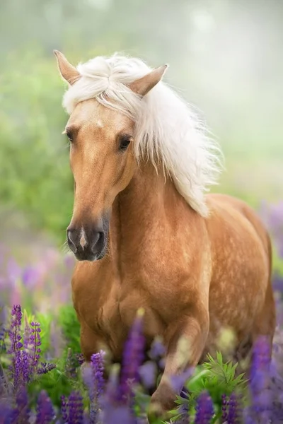 花畑に長いマンネのあるパロミノ馬 — ストック写真