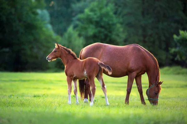 Red Mare Foal Green Pasture Morning Sunlight — Stock Photo, Image