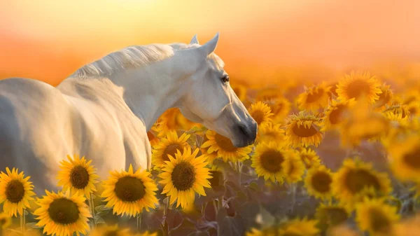 White Stallion Portrait Sunflowers Sunset Light — Stock Photo, Image