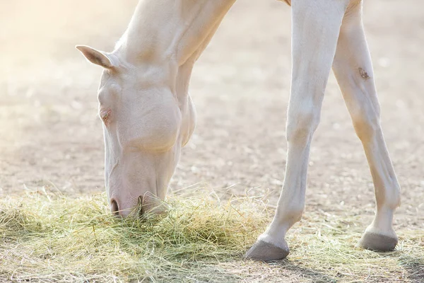 Nahaufnahme Seitenansicht Von Pferden Die Gras Und Heu Auf Der — Stockfoto