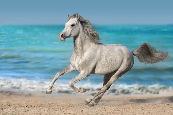 Caballo Árabe Gris Libre Orilla Del Mar — Foto de Stock