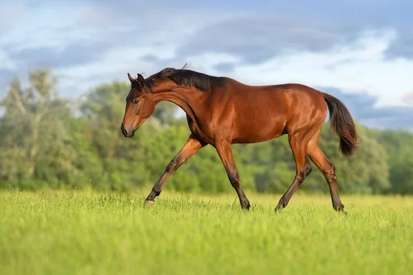 Bahía Joven Caballo Correr Galope — Foto de Stock