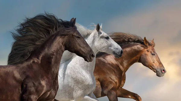 Paarden Met Lange Manen Rennen Galop Tegen Mooie Lucht — Stockfoto