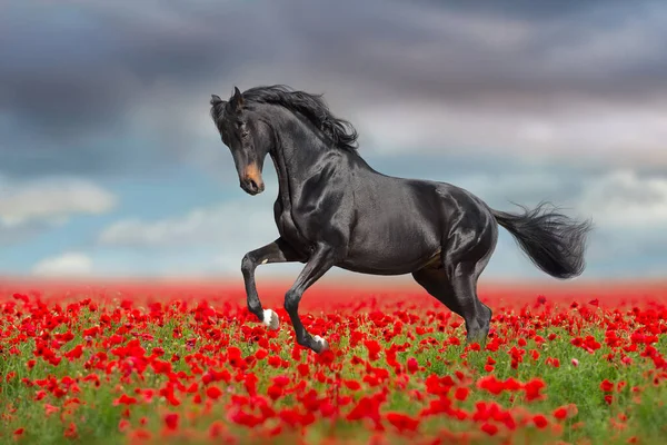 Zwart Paard Gratis Lopen Gallop Rode Papaver Bloemen — Stockfoto