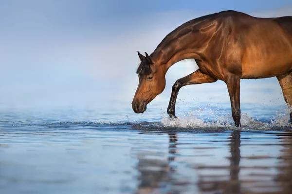 Körfez aygırı deniz suyunda yürüyor.