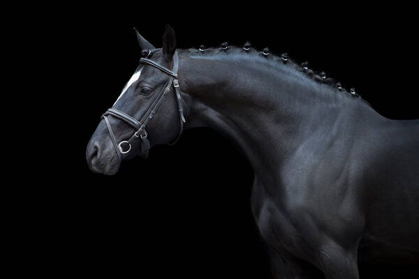 Конский портрет в узде на черном фоне