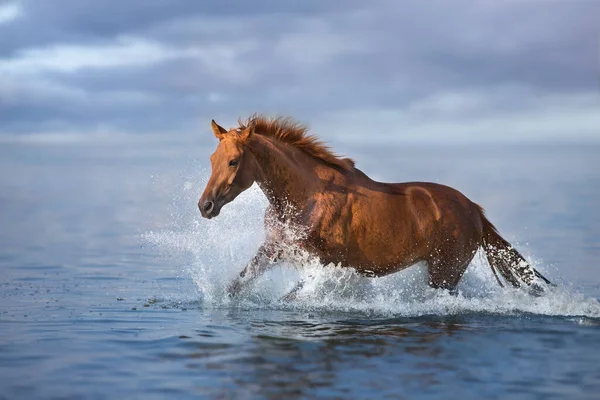 Red Beautiful Stallion Run Gallop Water Splash — Stock Photo, Image