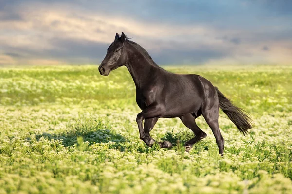 Черная Лошадь Скачет Галопом Цветочному Лугу — стоковое фото