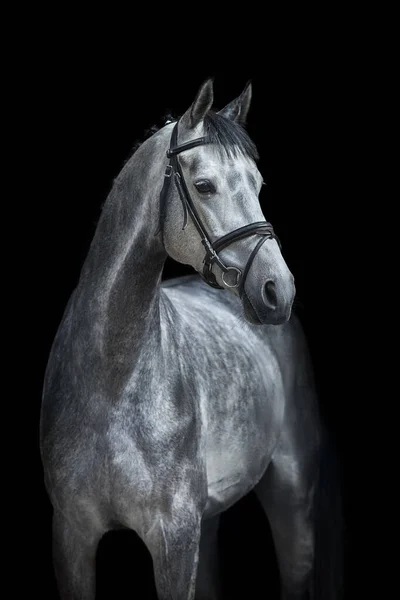 Cavallo Bianco Ritratto Briglia Sfondo Nero — Foto Stock