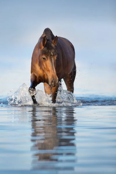 Promenade Étalon Baie Dans Eau Mer — Photo