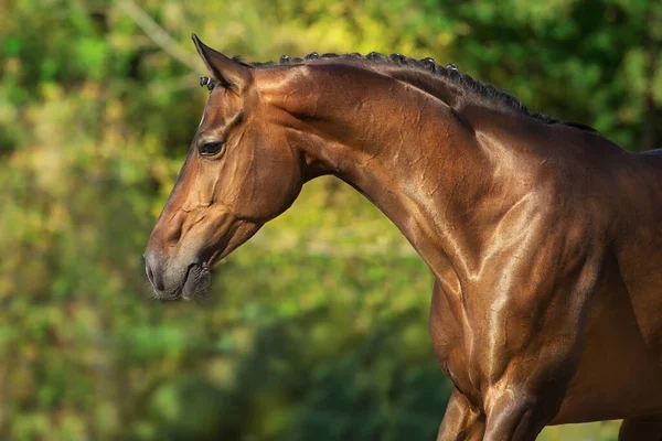 Zatoka Konny Portret Ruchu — Zdjęcie stockowe