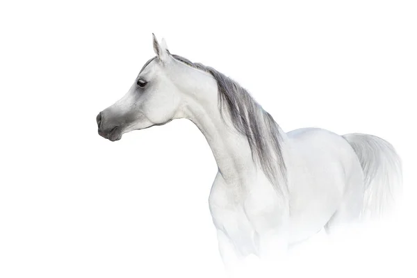 Cheval Arabe Blanc Haute Clé Portrait Rapproché — Photo