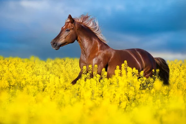 Bay horse with long mane on rape field 