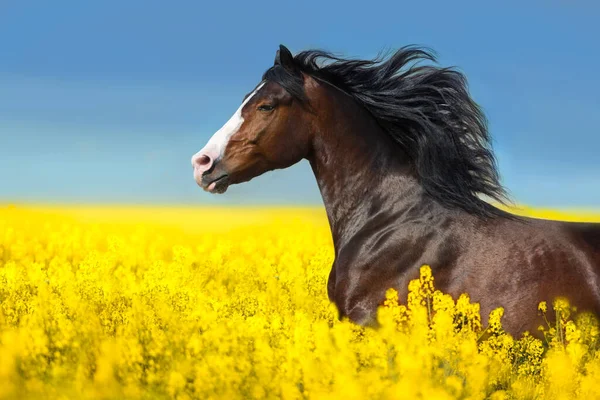 Лошадь Длинной Гривой Поле Изнасилования — стоковое фото