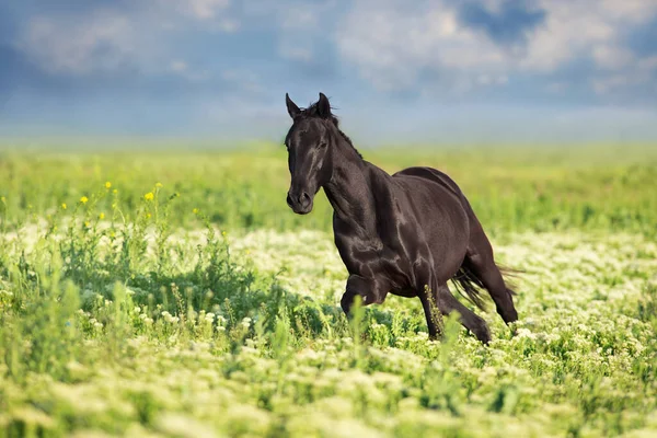 Czarny Koń Biegać Galop Kwiaty Łąka — Zdjęcie stockowe