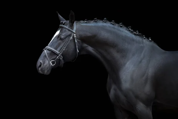 Horse Portrait Bridle Black Background Royalty Free Stock Photos