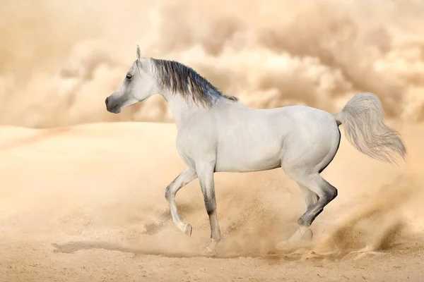 Grey Cavalo Árabe Correr Livre Poeira Deserto — Fotografia de Stock