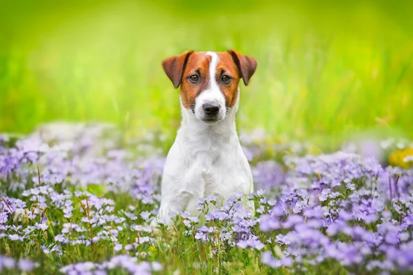 Jack Russel Terrier Close Portrait Flowers — Photo