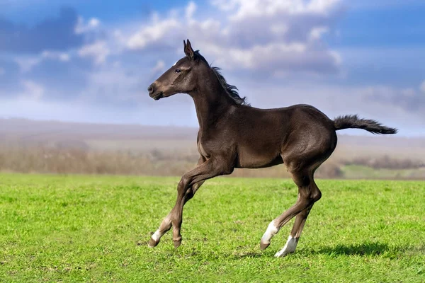 Bay Foal Run Green Meadow — Stock Photo, Image