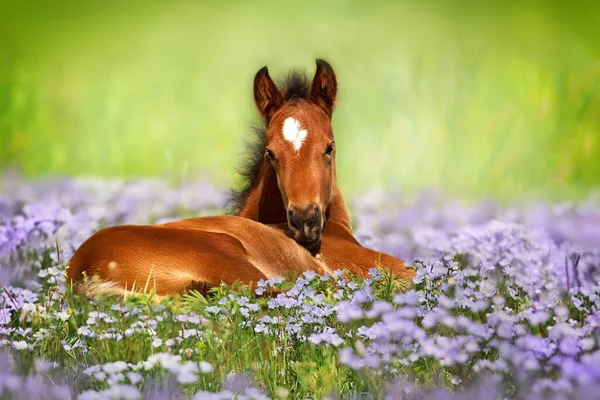 Sweet Little Sleeping Chestnut Foal Baby Horse Lawn Spring Flowers — Zdjęcie stockowe