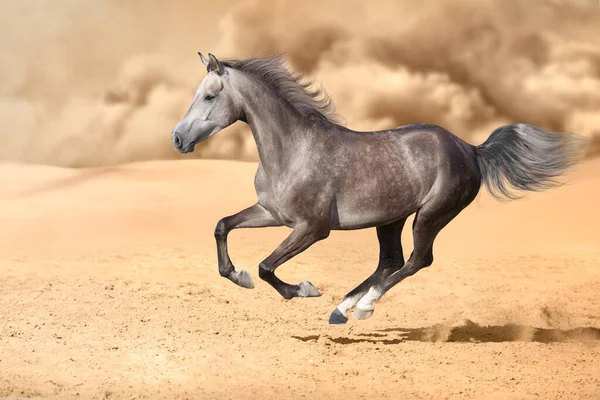 Gri Arap Atı Çöl Tozunda Özgürce Koşuyor — Stok fotoğraf