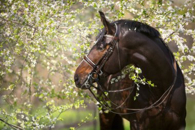 Bahar çiçeklerinde dizginlenmiş Bay Aygırı