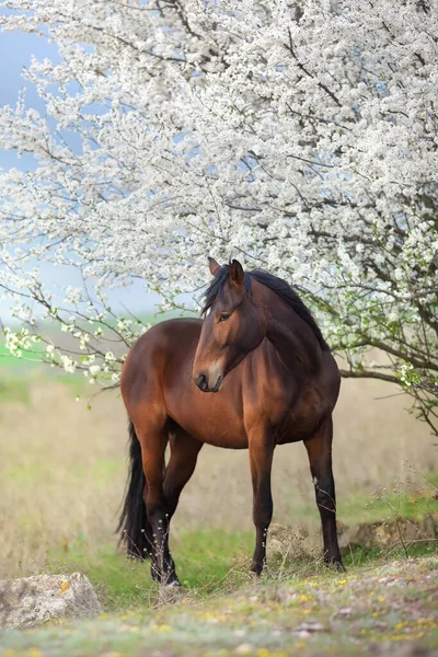 春の花の木のベイ スタリオンの肖像 — ストック写真