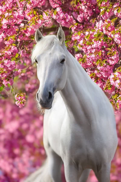 Cheval Blanc Plein Galop Dans Jardin Fleuri Rose — Photo