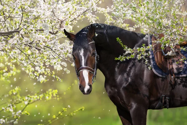 Bay Stallion Bridle Spring Blossom Tree — 스톡 사진