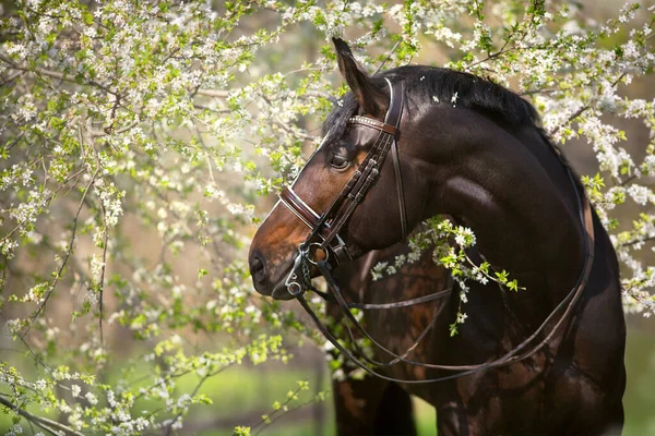 Bay Stallion Bridle Spring Blossom Tree — 스톡 사진