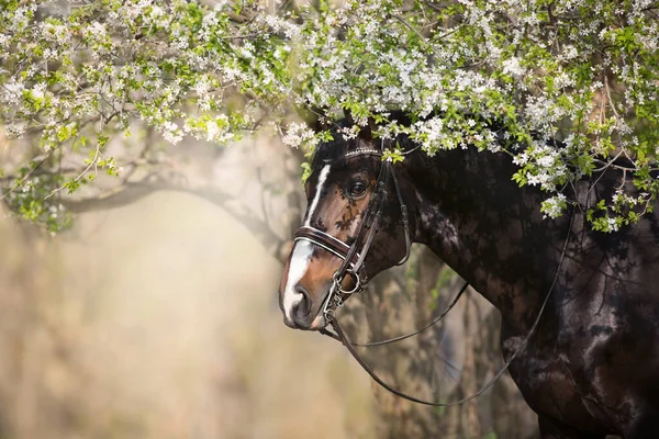 Bay Stallion Bridle Spring Blossom Tree — Fotografia de Stock